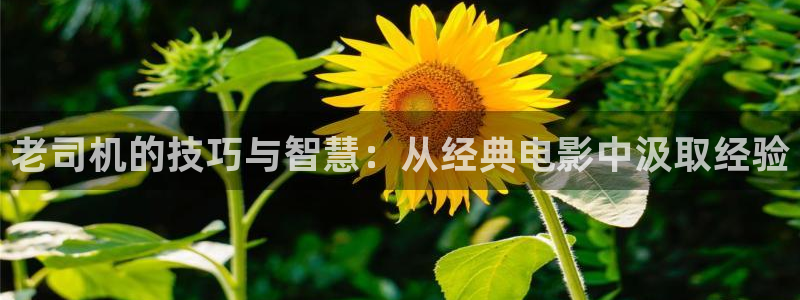 丫丫影院免费观看电影：老司机的技巧与智慧：从经典电影中汲取经验